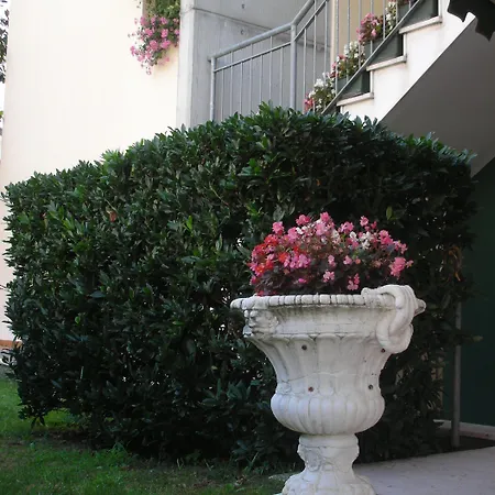 Magnolia أفيانو